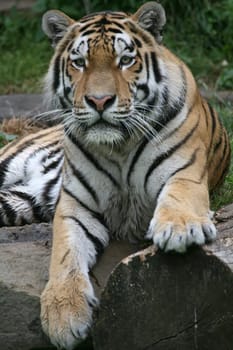 Siberian tiger