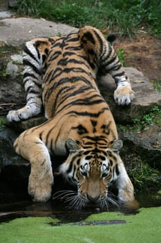 Siberian tiger