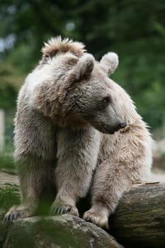 Syrian brown bear