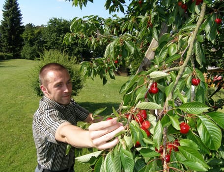 HARVEST TIME