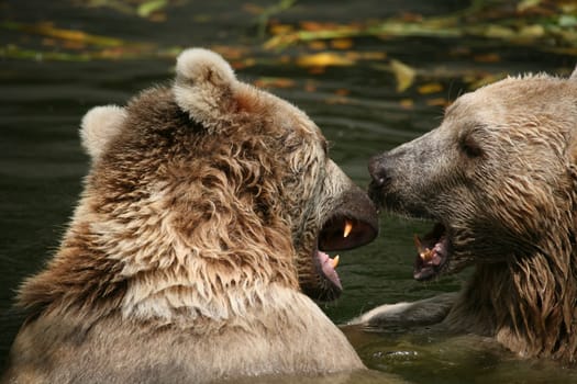 Syrian brown bears in the water