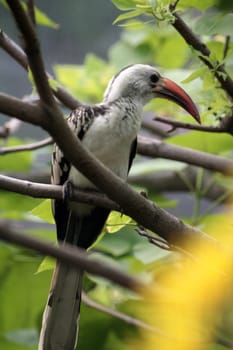 A beautiful tropical bird in the tree. Unfortunately,the exact name of the animal is unknown to me. Maybe someone can help me?
