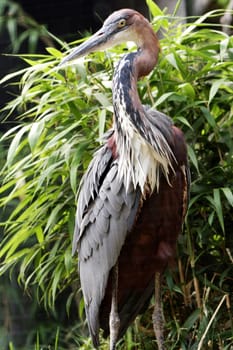Presumably,this is a goliath heron.