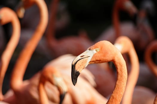 In the eye of the flamingo