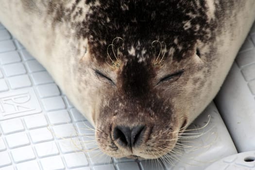 A seal enjoys the peace and quiet and dozes in the afternoon sun.