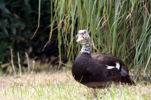 It is a subspecies of the duck. Unfortunately,I don't know exactly which duck it is. Can anyone help?