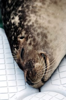 Seal reverie