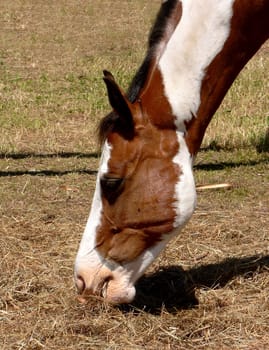 Painted Horse
