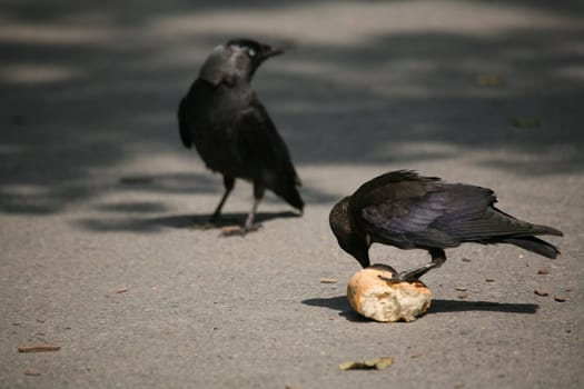 Jackdaw with captured bread roll