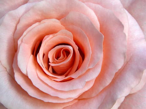 rose without hip without rosehip