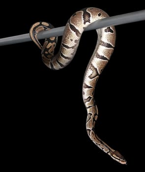 Boa Constrictor
