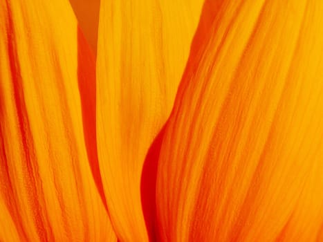 Sunflower petals