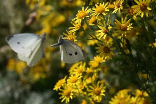Courtship flight of the small cabbage white: in flight the male,on the flower of the seed usury flower the female