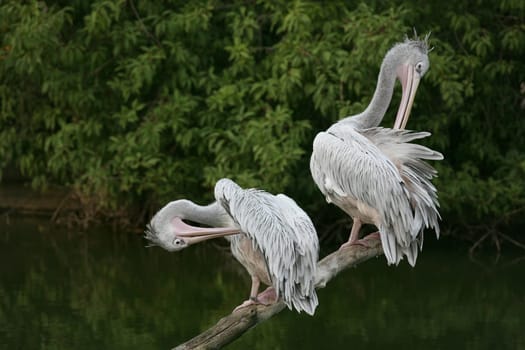 Pelecanus crispus