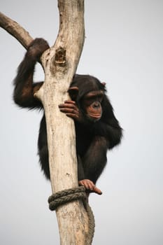 Chimpanzee on a tree