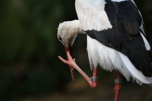 Ciconia ciconia