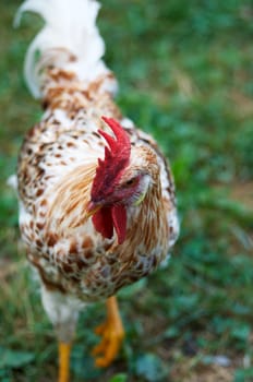 Another chicken