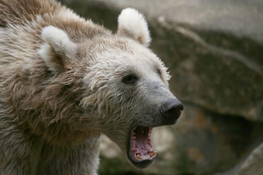 Syrian brown bear
