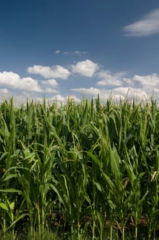 Cornfield