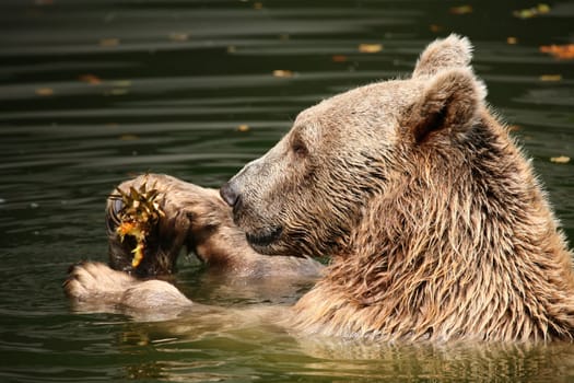 Syrian brown bear