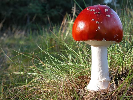 Toadstool I