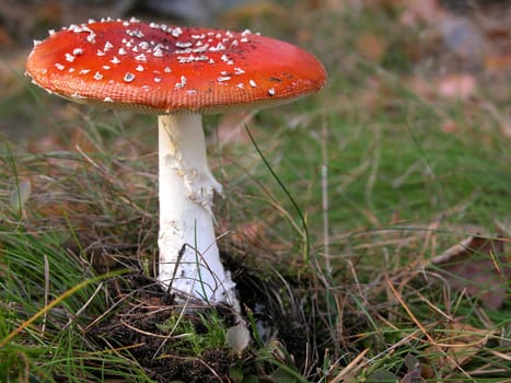 Toadstool III