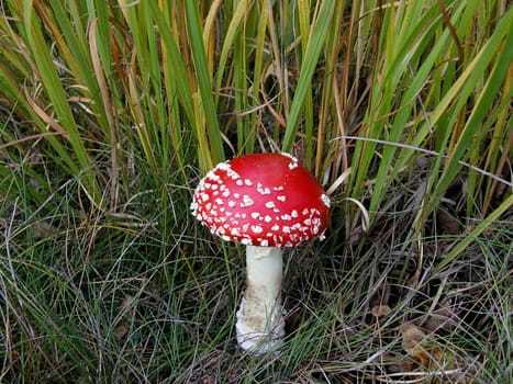 Toadstool II