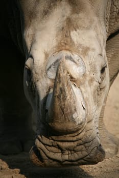 Ceratotherium simum