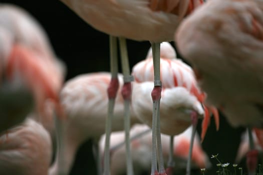 Pink flamingos