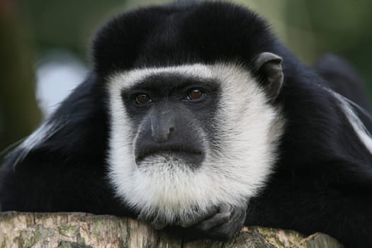 Colobus guereza