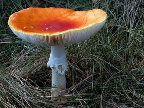 Toadstool IV