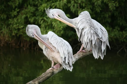 Pelecanus crispus
