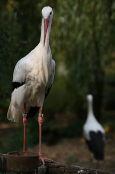 Ciconia ciconia