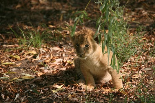Young animal