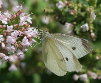 Cabbage white...