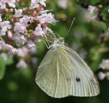 Cabbage white...