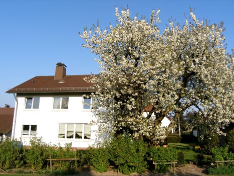 Cherry blossom