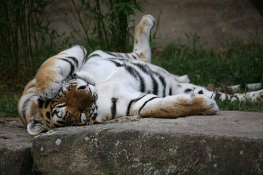 Siberian tiger
