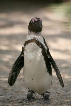 Spheniscus demersus