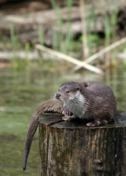OtterII