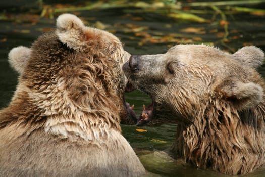 Syrian brown bears in the water