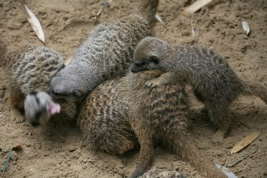 Meerkat swarm