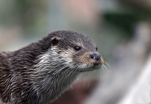 Eurasian river otter