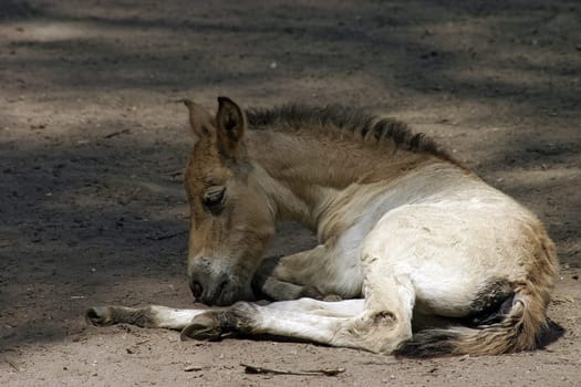 Foal