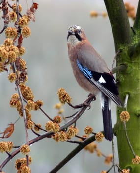 Jay