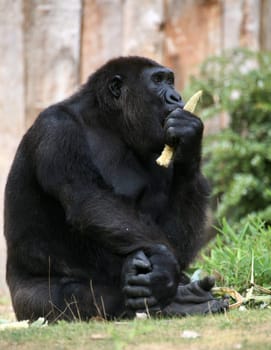 Gorilla gorilla