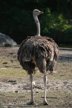 Ostrich