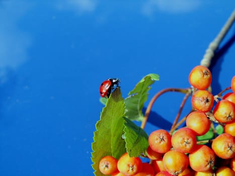 Late summer