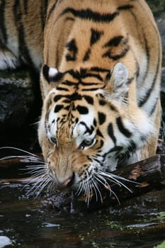 Siberian tiger