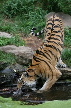 Siberian tiger